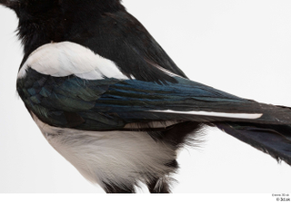 Common magpie Pica pica back 0001.jpg